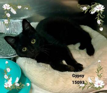 Rescue Domestic Short Hair and Bombay Cats for Adoption in Marietta, Georgia - GYPSY | PetCurious