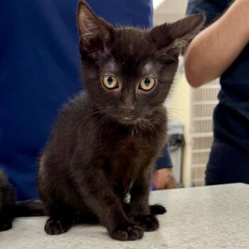 Downy -  Domestic Short Hair Cat for Adoption in Wantagh, New York - Downy | PetCurious