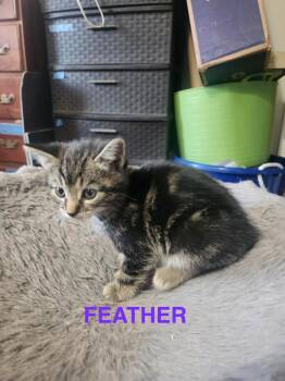 Domestic Short Hair Cats Available for Adoption in Glenfield, New York - Feather | PetCurious