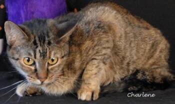 Rescue Torbie Cats for Adoption in Newland, North Carolina - Blondie | PetCurious