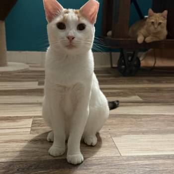 Rescue Domestic Short Hair Cats for Adoption in Boca Raton, Florida - Sloan | PetCurious