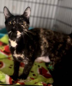 Domestic Short Hair Cats Available for Adoption in Phoenix, Arizona - Freya Lynn | PetCurious