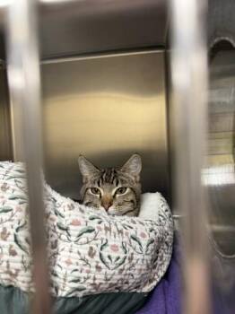 Tegan -  Domestic Short Hair Cat for Adoption in Longmont, Colorado - Tegan | PetCurious