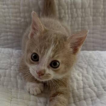Domestic Short Hair Cats Available for Adoption in Madisonville, Tennessee - Biggie | PetCurious