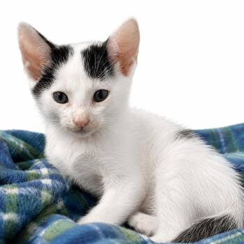 NightCrawler -  Domestic Short Hair Cat for Adoption in Columbiana, Alabama - NightCrawler | PetCurious