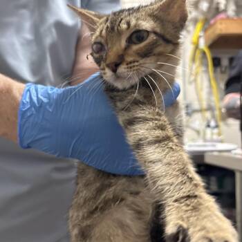 Nobbin -  Domestic Short Hair Cat for Adoption in Milton, Florida - Nobbin | PetCurious
