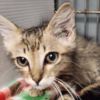 Garth K46397 -  Domestic Long Hair Cat for Adoption in Corsicana, Texas - Garth K46397 | PetCurious