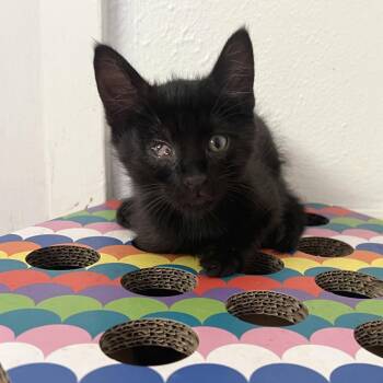 Zonk 20 -  Domestic Short Hair Cat for Adoption in Austin, Texas - Zonk 20 | PetCurious