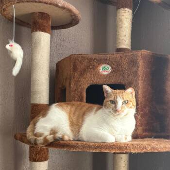 Pumpkin Pie C12965 -  Domestic Short Hair Cat for Adoption - Pumpkin Pie C12965 | PetCurious