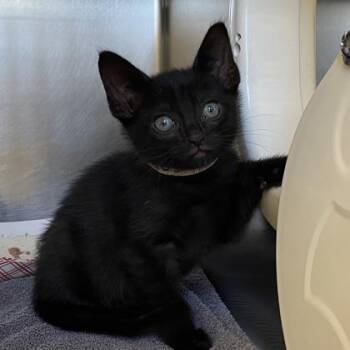 Vole -  Domestic Short Hair Cat for Adoption in Richmond, Virginia - Vole | PetCurious
