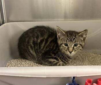 BRAMBLE -  Domestic Short Hair Cat for Adoption in Kent, Washington - BRAMBLE | PetCurious