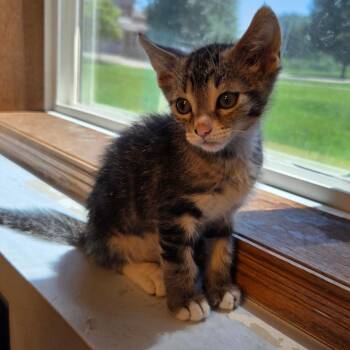 Toffee -  Domestic Short Hair Cat for Adoption in Chaska, Minnesota - Toffee | PetCurious