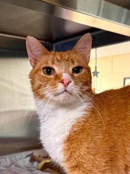 Sammy -  Domestic Short Hair Cat for Adoption in West Chester, Pennsylvania - Sammy | PetCurious