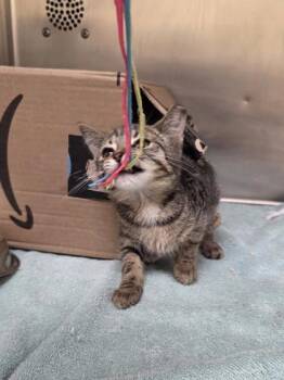 Pear -  Domestic Short Hair Cat for Adoption in Westland, Michigan - Pear | PetCurious