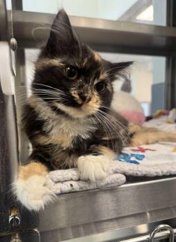 Barracuda -  Domestic Long Hair Cat for Adoption in Hilton Head Island, South Carolina - Barracuda | PetCurious