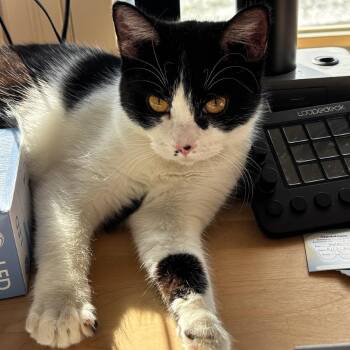 Domestic Short Hair Cats Available for Adoption - Lacey | PetCurious