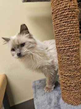 Domestic Medium Hair Cats Available for Adoption in Millcreek, Utah - Fluffy | PetCurious