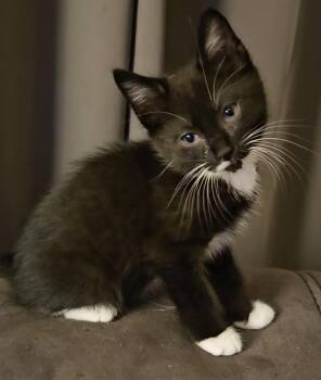 Dylan -  Tuxedo Cat Available for Adoption in Pasco, Washington - Dylan | PetCurious
