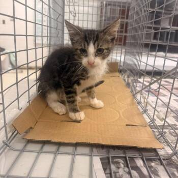 Fernandez-C -  Domestic Short Hair Cat for Adoption in East St. Louis, Illinois - Fernandez-C | PetCurious