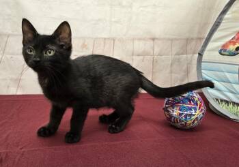 Brawny -  Domestic Short Hair Cat for Adoption in Red Wing, Minnesota - Brawny | PetCurious