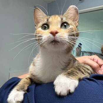 Princess Peach -  Domestic Short Hair Cat for Adoption in Crookston, Minnesota - Princess Peach | PetCurious