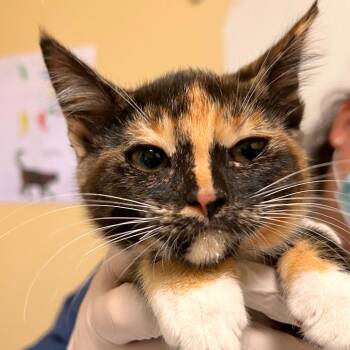 Demeter -  Domestic Short Hair Cat for Adoption in Woodinville, Washington - Demeter | PetCurious