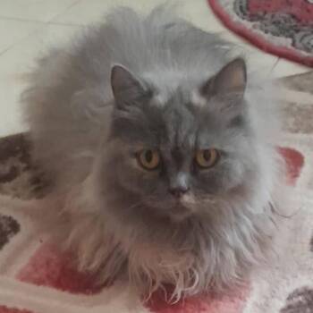 Rescue Persian and Himalayan Cats for Adoption in Brampton, Ontario - Sasha | PetCurious
