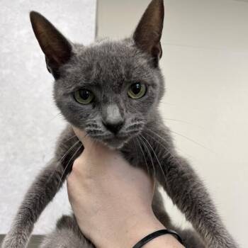 Domestic Short Hair Cats Available for Adoption in Columbiana, Alabama - Lavender | PetCurious