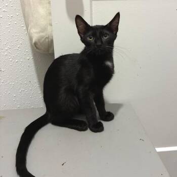 Pilsner -  Domestic Short Hair Cat for Adoption in Bulverde, Texas - Pilsner | PetCurious