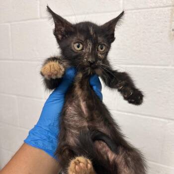 Ember (Hazel) -  Domestic Short Hair Cat for Adoption in Edinburg, Texas - Ember (Hazel) | PetCurious