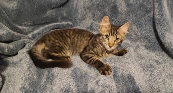Oak -  Maine Coon and Domestic Medium Hair Cat for Adoption in San Tan Valley, Arizona - Oak | PetCurious