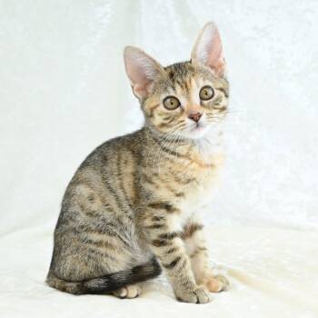 Virgo -  Domestic Short Hair Cat for Adoption in Mobile, Alabama - Virgo | PetCurious