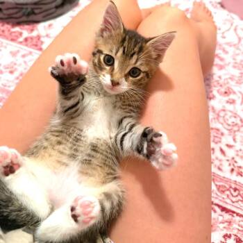 Leonard -  Domestic Short Hair Cat for Adoption in Georgetown, Kentucky - Leonard | PetCurious