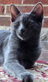 Rescue Domestic Short Hair Cats for Adoption in Mokena, Illinois - Powder Keg | PetCurious