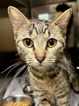 Domestic Short Hair Cats Available for Adoption in Wichita, Kansas - Adelaide | PetCurious