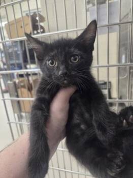 Domestic Short Hair Cats Available for Adoption in Westland, Michigan - Prince Of Darkness | PetCurious
