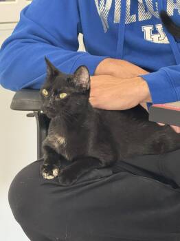 Lily -  Tortoiseshell and Siamese Cat for Adoption in Winchester, Kentucky - Lily | PetCurious
