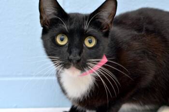 Domestic Short Hair Cats Available for Adoption in Sanford, Florida - Poppy | PetCurious