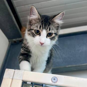 Domestic Long Hair Cats Available for Adoption in Leander, Texas - Michael | PetCurious