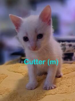 Rescue Domestic Short Hair Cats for Adoption in New Bern, North Carolina - CUTTER Kitten (m) | PetCurious