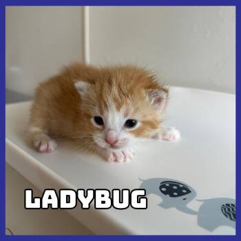 Domestic Short Hair Cats Available for Adoption - Ladybug | PetCurious
