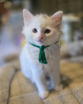 Domestic Long Hair Cats Available for Adoption in San Jose, California - King Moe Bonded W/Pebble | PetCurious