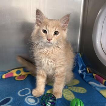 Pocus -  Domestic Short Hair Cat for Adoption in Long Beach, California - Pocus | PetCurious