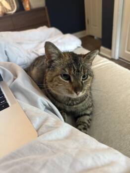 Domestic Short Hair Cats Available for Adoption in Metamora, Illinois - Biscuit | PetCurious