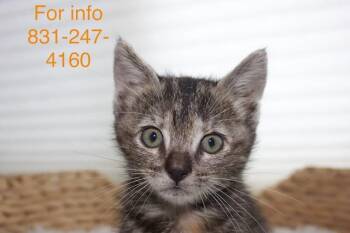 Espresso -  Calico and Tabby Cat Available for Adoption in Santa Cruz, California - Espresso | PetCurious