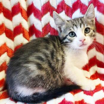 Cerulean -  Domestic Short Hair Cat for Adoption in Mt. Juliet, Tennessee - Cerulean | PetCurious