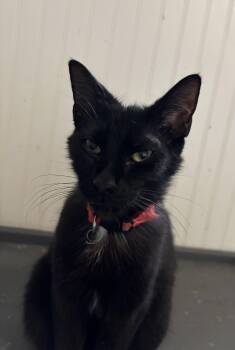 Atticus -  Domestic Short Hair Cat Available for Adoption in Hemingway, South Carolina - Atticus | PetCurious
