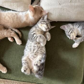 Carnation -  Domestic Short Hair Cat for Adoption - Carnation | PetCurious