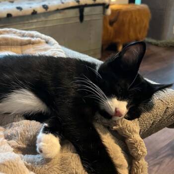 Derry -  Domestic Short Hair Cat for Adoption in Waynesboro, Pennsylvania - Derry | PetCurious