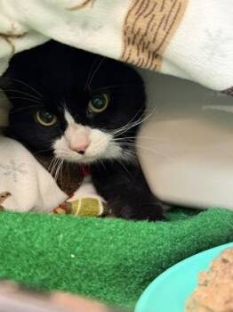 Snickers -  Domestic Short Hair Cat for Adoption in Salem, New Hampshire - Snickers | PetCurious